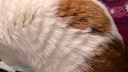 Bei Kater Remo stellt sich das Fell am Rücken auf wie beim Rolling-Skin-Syndrom