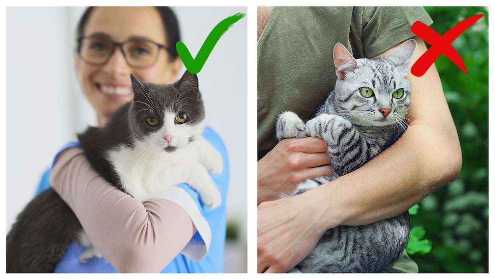 Collage aus Katzen, die auf dem Arm gehalten werden