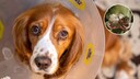 Schon länger wird unter Haustierhaltern darüber diskutiert, ob man Tiere kastrieren lassen sollte oder nicht. Nun bieten Unternehmen angeblich natürliche Alternativen. Doch sind diese wirklich sicher?