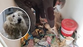 Dass es sich bei dem verwahrlosten Hund um einen afghanischen Windhund handelt, war bei der Rettung nur schwer zu erkennen.