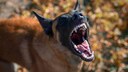 Malinoi (Belgischer Sch&auml;ferhund), bellt