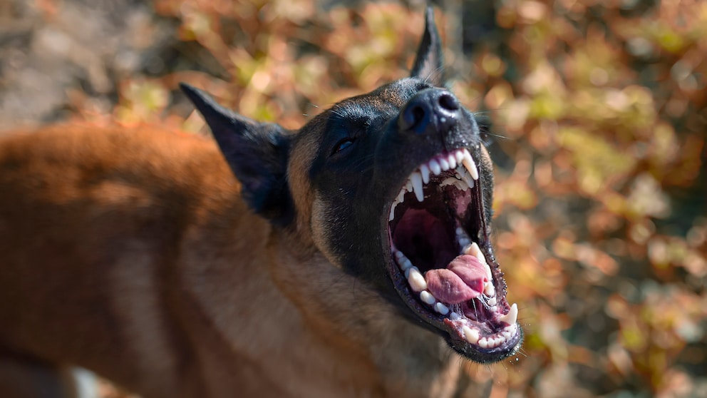 Malinoi (Belgischer Schäferhund), bellt