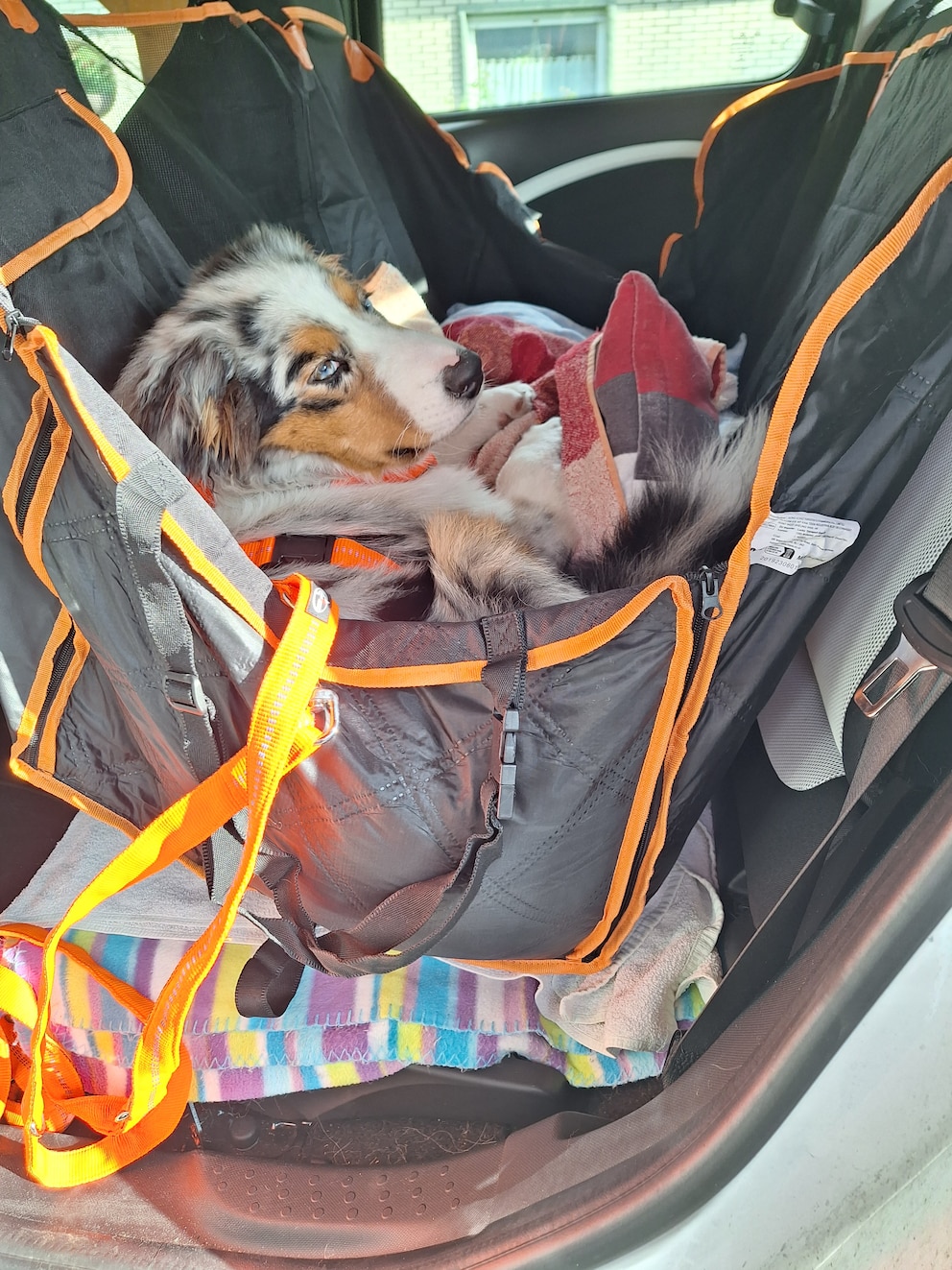 Elvis beim Transport im Auto mit Decke, die in der Luft hängt