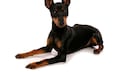 Der English Toy Terrier gilt als eine der ältesten Zwerghunderassen Großbritanniens. Früher wurden die kleinen Hunde auch als Kampfhunde in den Arenen eingesetzt.