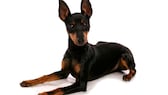 Der English Toy Terrier gilt als eine der ältesten Zwerghunderassen Großbritanniens. Früher wurden die kleinen Hunde auch als Kampfhunde in den Arenen eingesetzt.