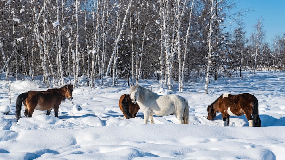 Jakutpferde stehen bis über die Fesseln in schneebedeckter Landschaft