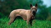 Der Thai Ridgeback ist ein mittelgroßer bis großer Hund mit einer muskulösen Statur und einem athletischen Körperbau. Das charakteristische Merkmal ist der "Ridge" auf dem Rücken.