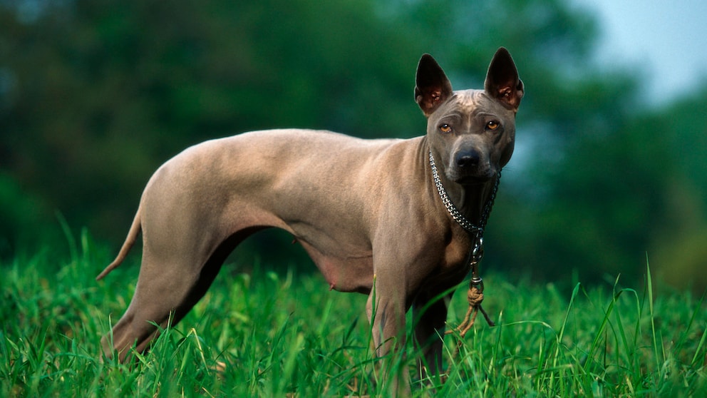 Der Thai Ridgeback ist ein mittelgroßer bis großer Hund mit einer muskulösen Statur und einem athletischen Körperbau. Das charakteristische Merkmal ist der "Ridge" auf dem Rücken.