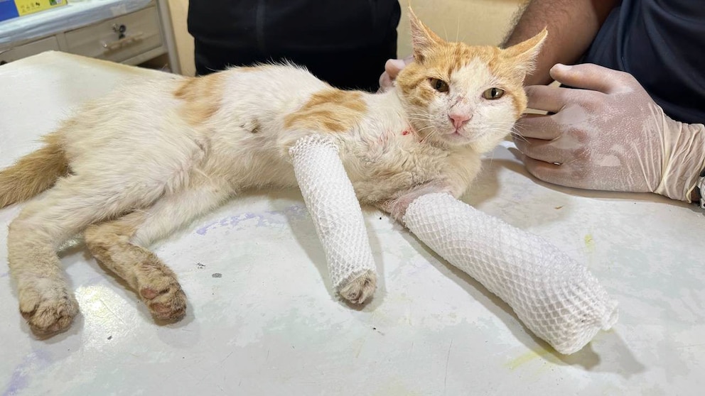 Behandlung einer verletzten Katze im Erdbebengebiet Syrien