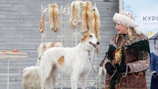 Ein Silken Windhound wird ausgestellt