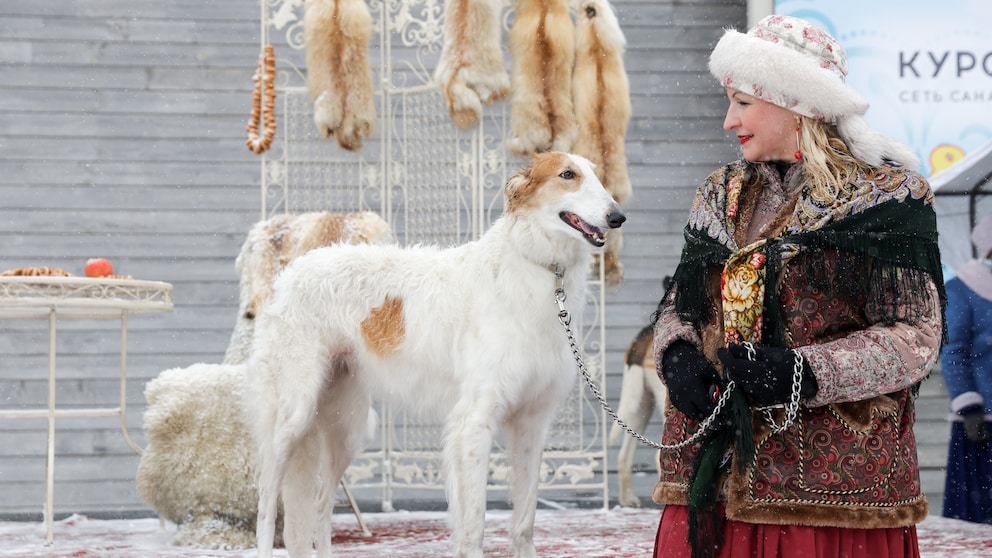 Ein Silken Windhound wird ausgestellt