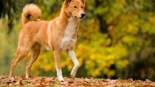 Ein Kanaan-Hund steht auf Laub