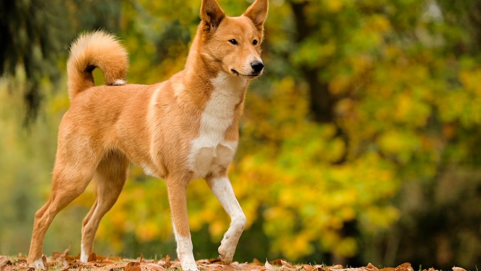 Ein Kanaan-Hund steht auf Laub