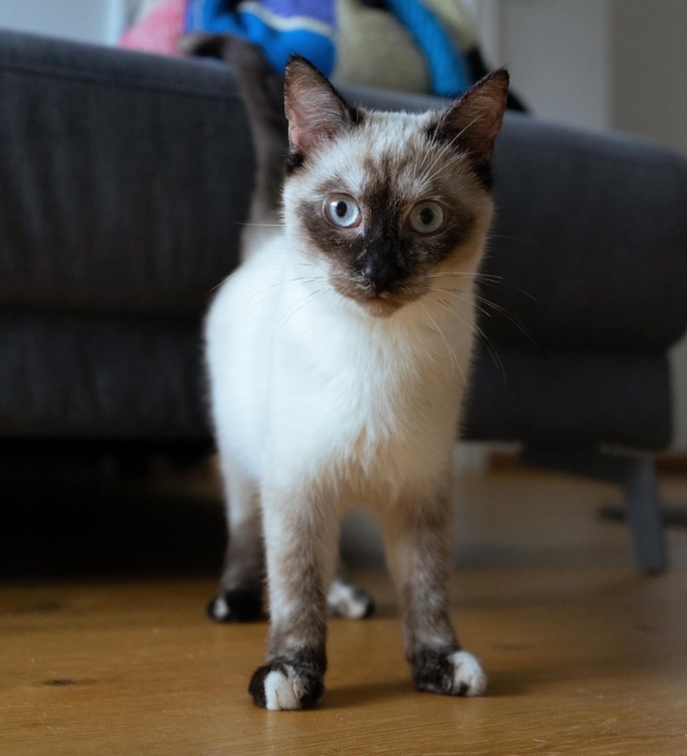 Schnurrsula kommt aus dem Tierschutz und war anfangs extrem schüchtern. 