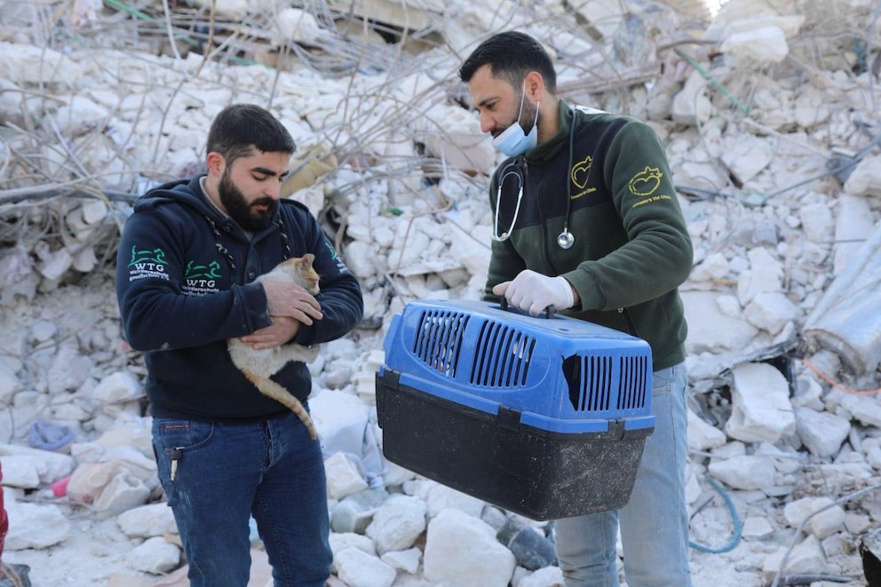 Rettund einer Katze aus den Trümmern nach dem Erdbeben in Syrien