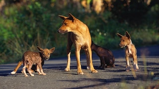 Der Neuguinea-Dingo -  auch Hallstromhund genannt - ist eine der seltensten Hunderassen der Welt.
