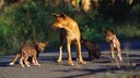 Der Neuguinea-Dingo -  auch Hallstromhund genannt - ist eine der seltensten Hunderassen der Welt.