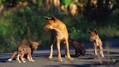 Der Neuguinea-Dingo -  auch Hallstromhund genannt - ist eine der seltensten Hunderassen der Welt.