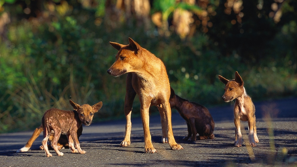 Der Neuguinea-Dingo -  auch Hallstromhund genannt - ist eine der seltensten Hunderassen der Welt.