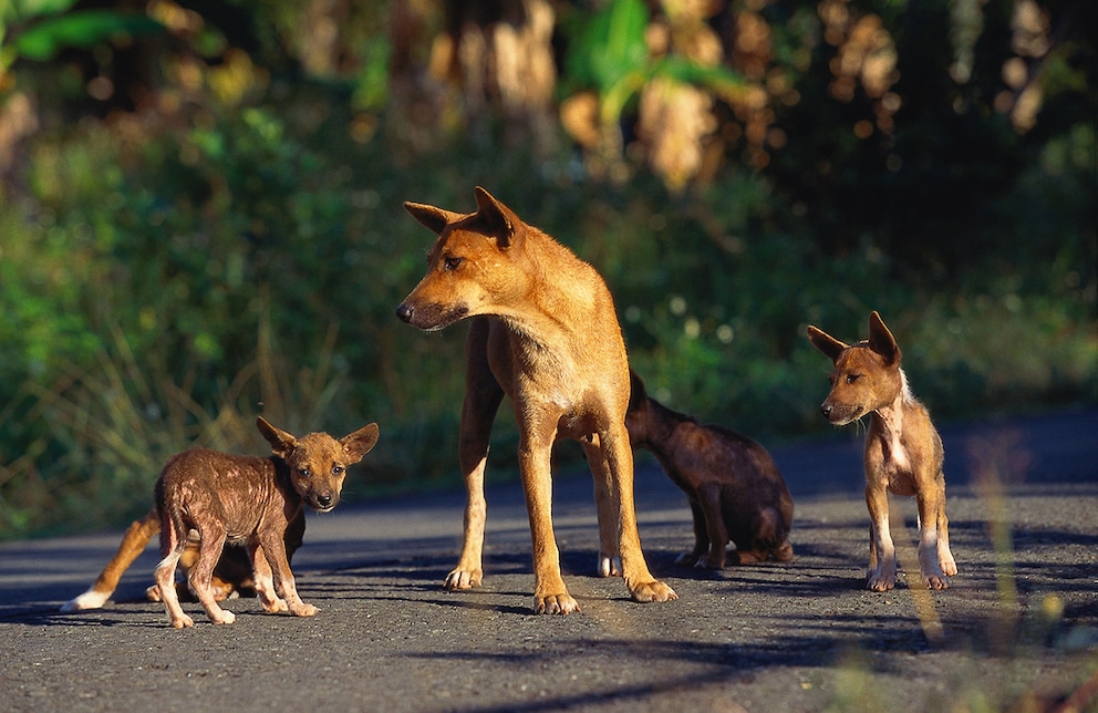 Der Neuguinea-Dingo -  auch Hallstromhund genannt - ist eine der seltensten Hunderassen der Welt.