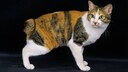 Eine Japanese Bobtail vor schwarzem Hintergrund