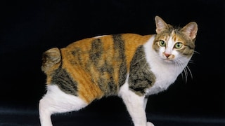 Eine Japanese Bobtail vor schwarzem Hintergrund