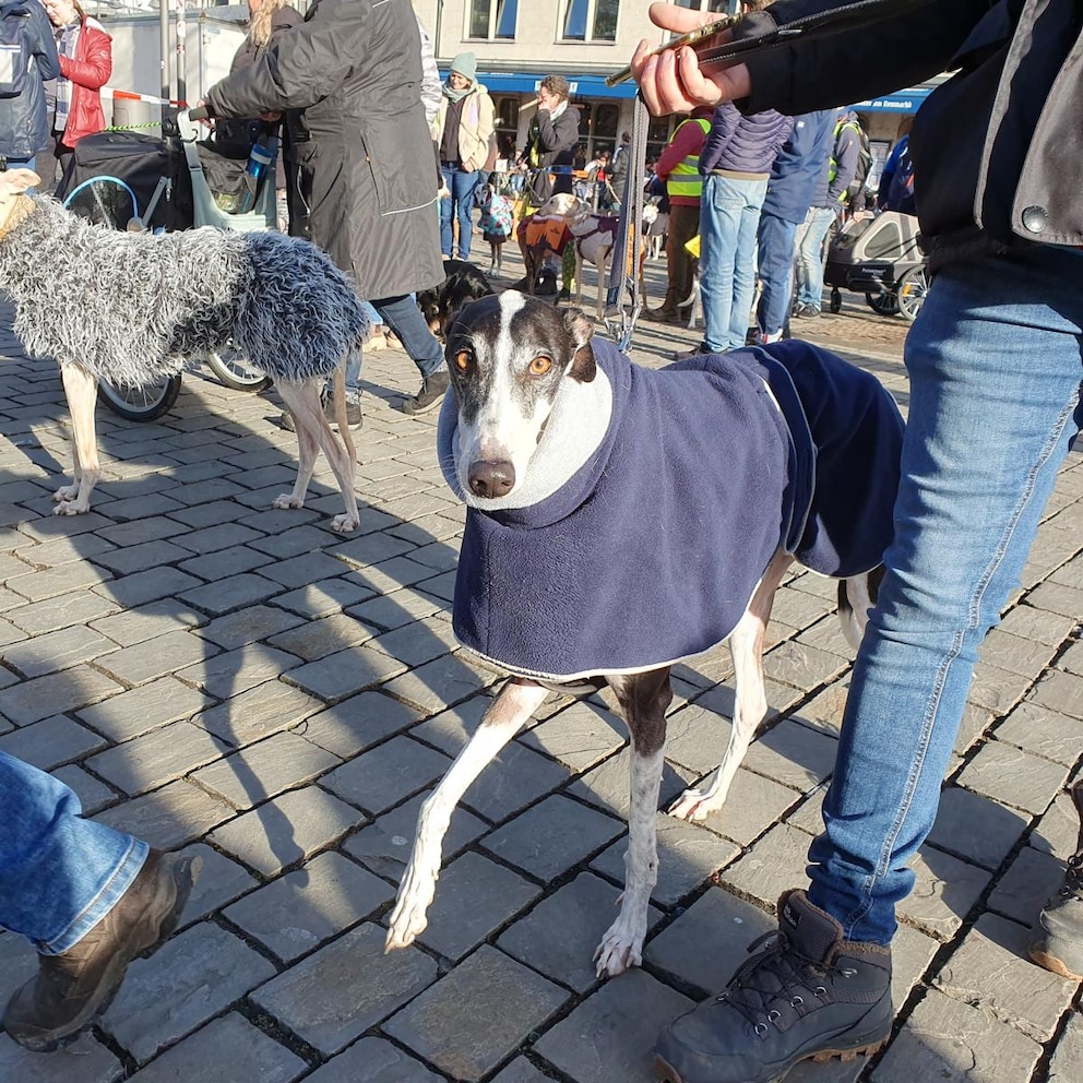 In Spanien werden Jagdhunde vor dem Tierschutzgesetz nicht ausreichend geschützt. 