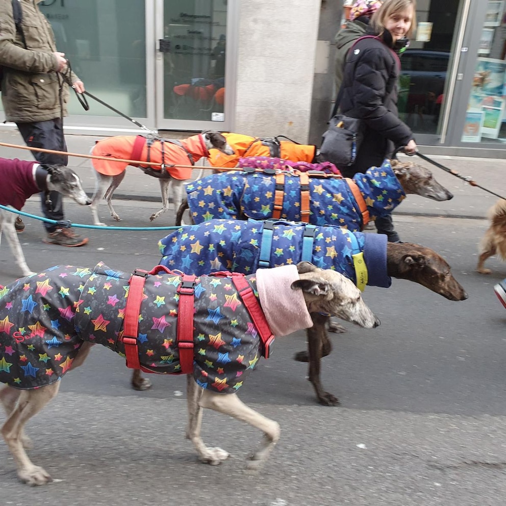 Top gestylt für die Rechte der Artgenossen demonstrieren. Das machten am Wochenende diese Galgos. 