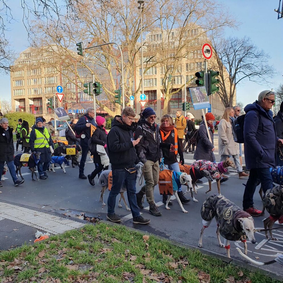 In der Kölner Innenstadt wurde am Wochenende gegen die miserablen Bedingungen der spanischen Jagdhunde demonstriert. 