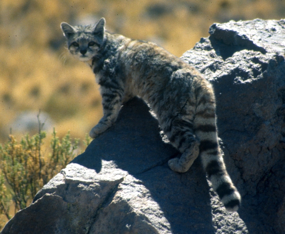 Eine Bergkatze in ihrem natürlichen Habitat in den Anden