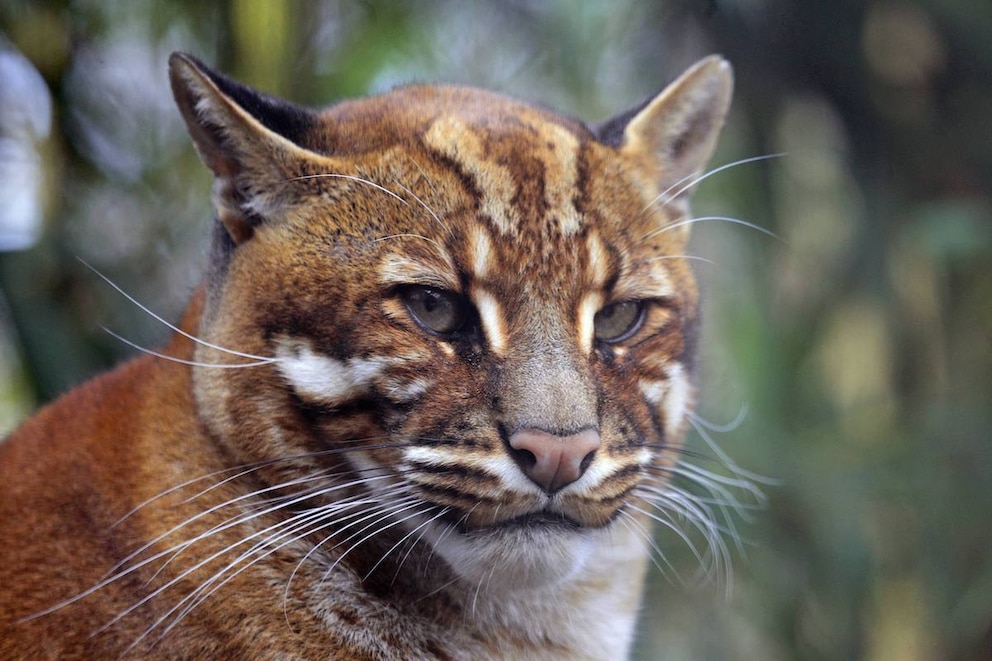 Eine Asiatische Goldkatze