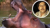 Collage von einem Flusspferd in Kolumbien und einem Bild von Pablo Escobar