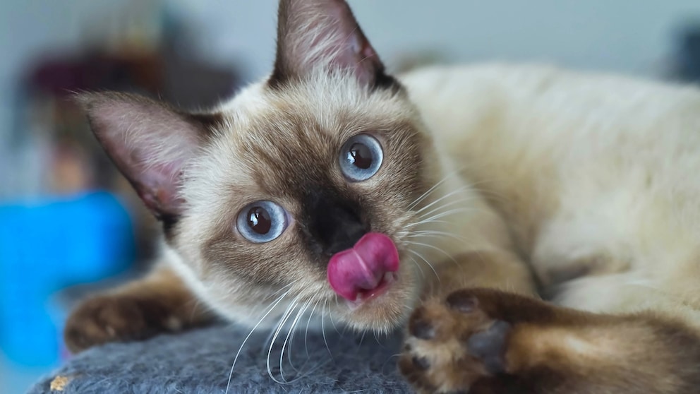 Nahaufnahme einer Siamkatze, die sich über die Nase leckt.