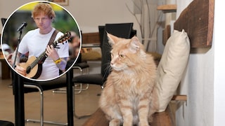 Collage mit Ed Sheeran und einer Katze im Katzencafé