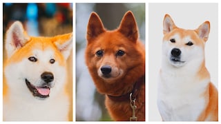 Collage aus Akita Inu, Finnischem Spitz und Akita Inu