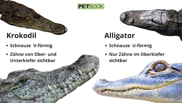 Was Ist Größer Krokodil Oder Alligator Alligator oder Krokodil? So erkennen Sie den Unterschied - PETBOOK