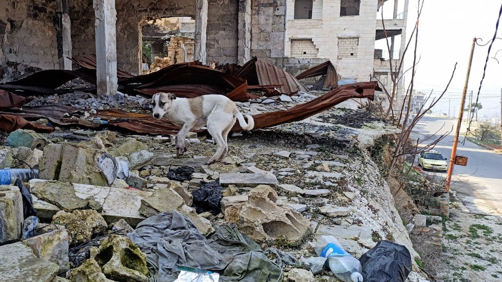 Hund in Trümmern eines Hauses nach einem Erdbeben