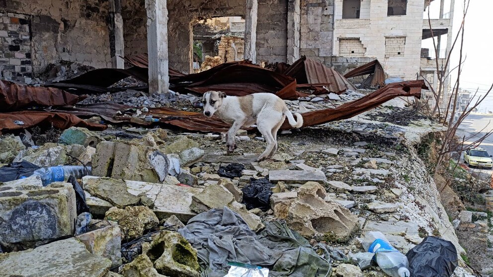 Hund in Trümmern eines Hauses nach einem Erdbeben