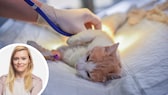 Collage aus Foto von Redakteurin Louisa Stoeffler und Katze, die beim Tierarzt behandelt wird