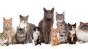 Katzen verschiedener Rassen sitzen in einer Reihe