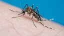 M&uuml;cke der Art Aedes aegypti (Gelbfieberm&uuml;cke) auf Haut sitzend
