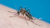 Mücke der Art Aedes aegypti (Gelbfiebermücke) auf Haut sitzend