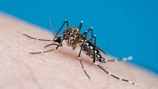 Mücke der Art Aedes aegypti (Gelbfiebermücke) auf Haut sitzend
