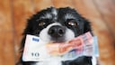 Fast jeder Hundehalter kennt sie: die Hundesteuer. Doch muss sie wirklich jeder zahlen?