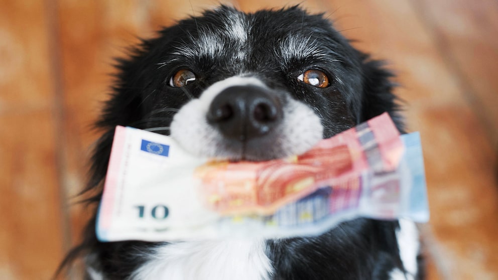 Fast jeder Hundehalter kennt sie: die Hundesteuer. Doch muss sie wirklich jeder zahlen?