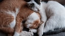Zwei Katzen liegen eingerollt nebeneinander und schnarchen