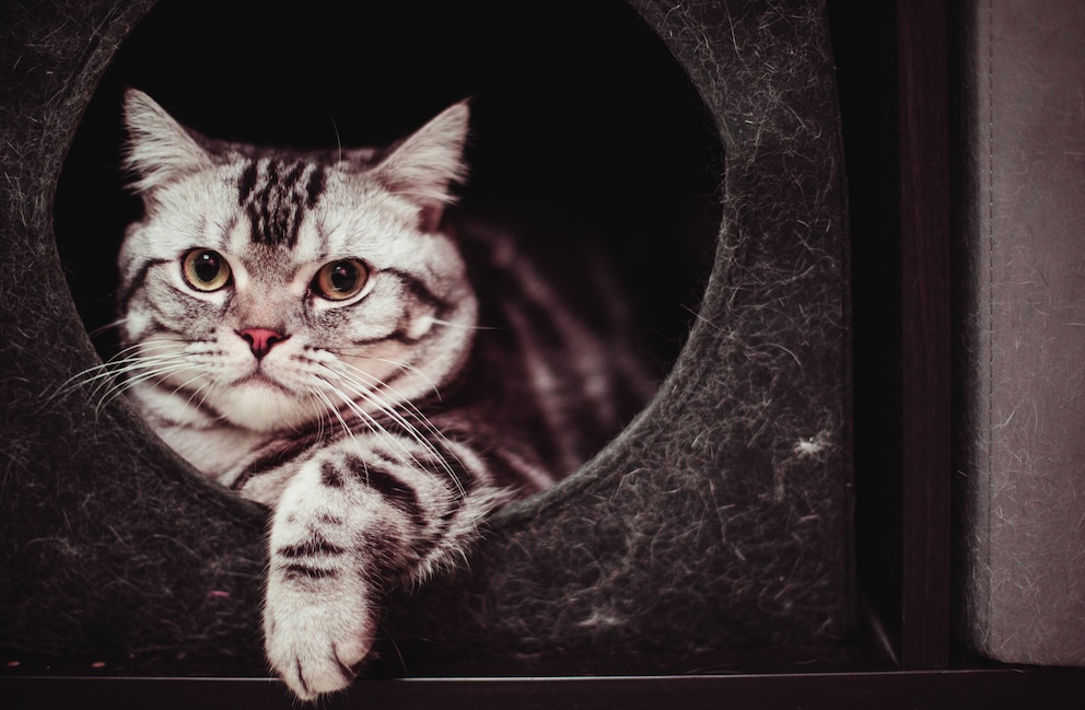 American Shorthair Katze liegt in einer Katzenhöhle