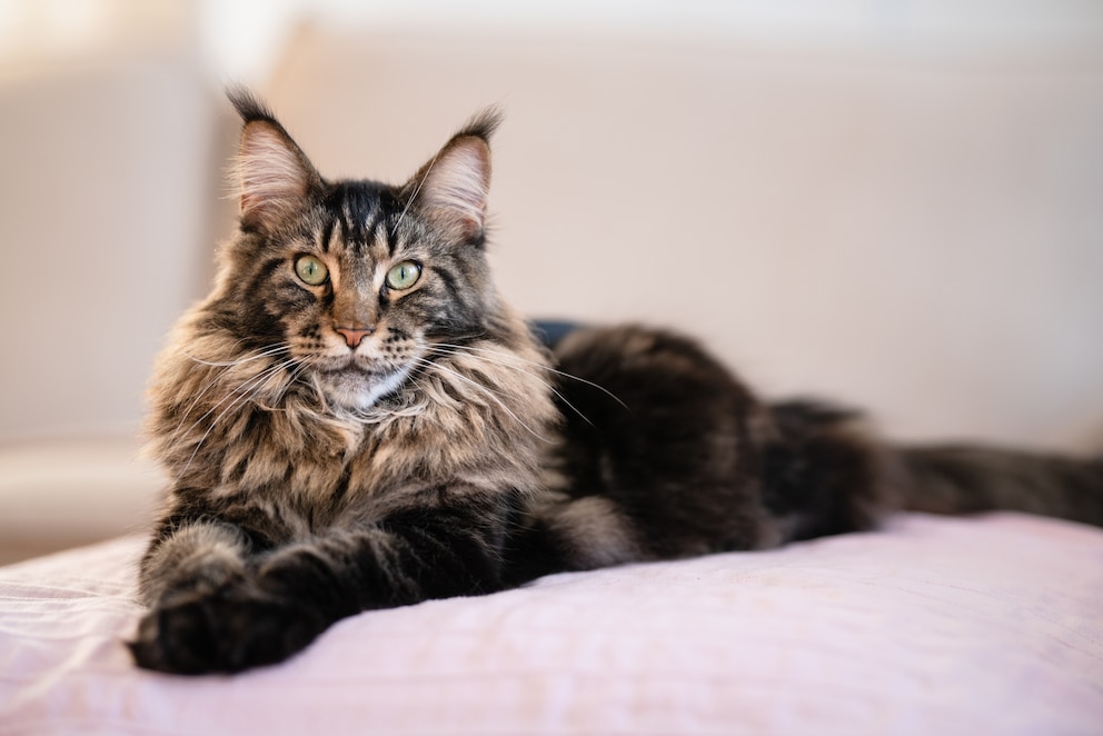 Maine Coon liegend