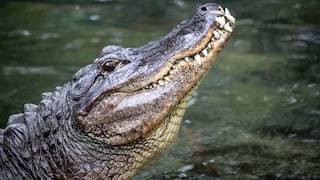 Ein Krokodil schwimmt in einem Gewässer