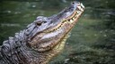 Ein Krokodil schwimmt in einem Gewässer